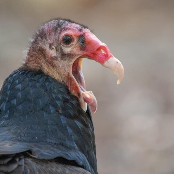 What Killing Turkey Vultures In North America Means For South America
