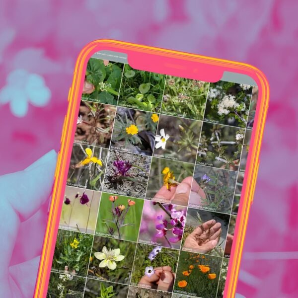 How I use my phone to identify plants for free