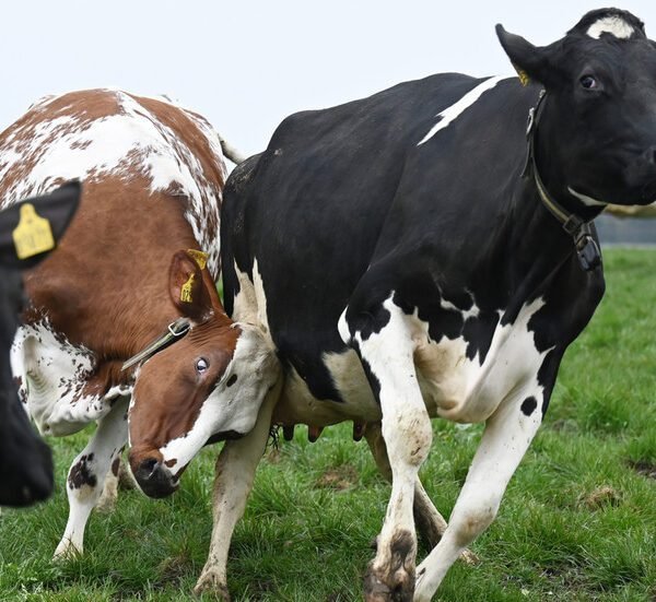 EU state to tax cow farts — RT World News