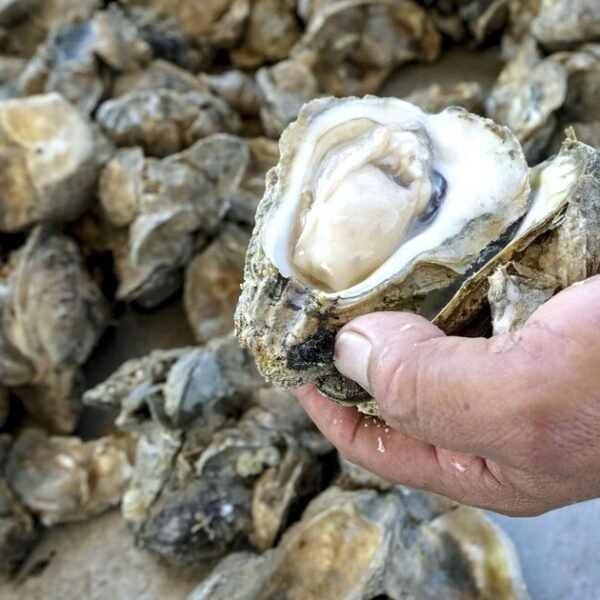 Fibreglass found in shellfish alarming and ‘disturbing’ | UK | News