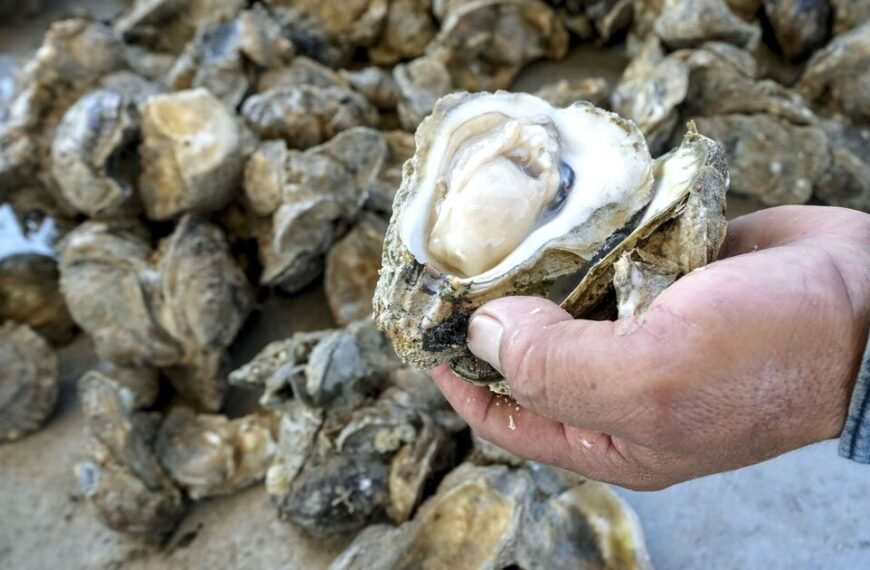 Fibreglass found in shellfish alarming and ‘disturbing’ | UK | News