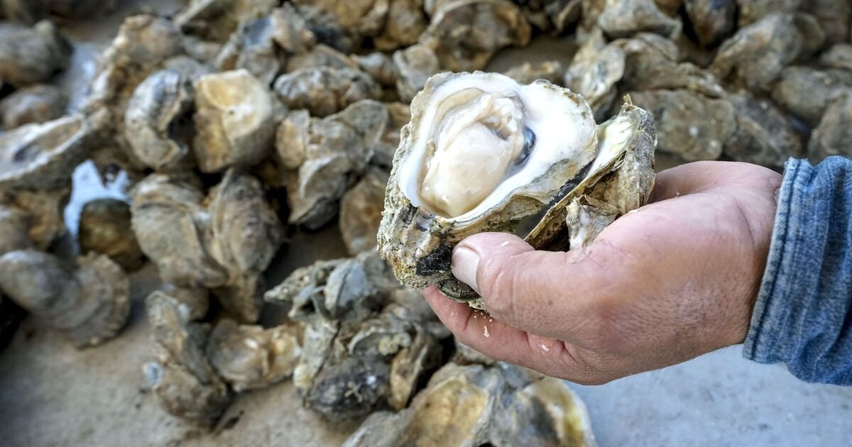 Fibreglass found in shellfish alarming and 'disturbing' | UK | News