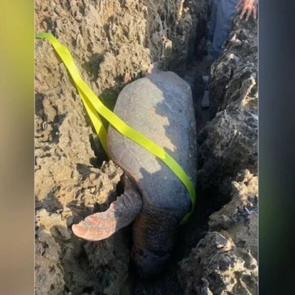 Florida sea turtle rescued from being stuck between rocks