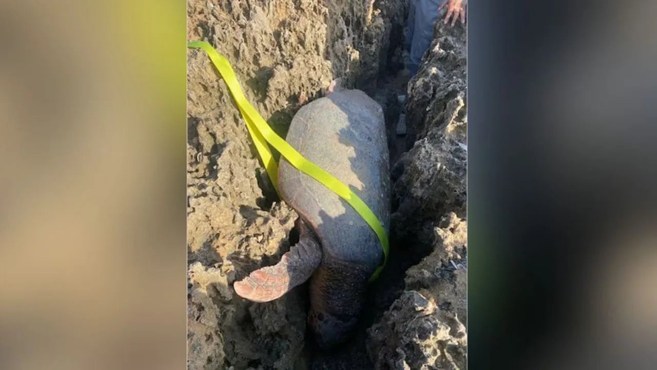 Florida sea turtle rescued from being stuck between rocks